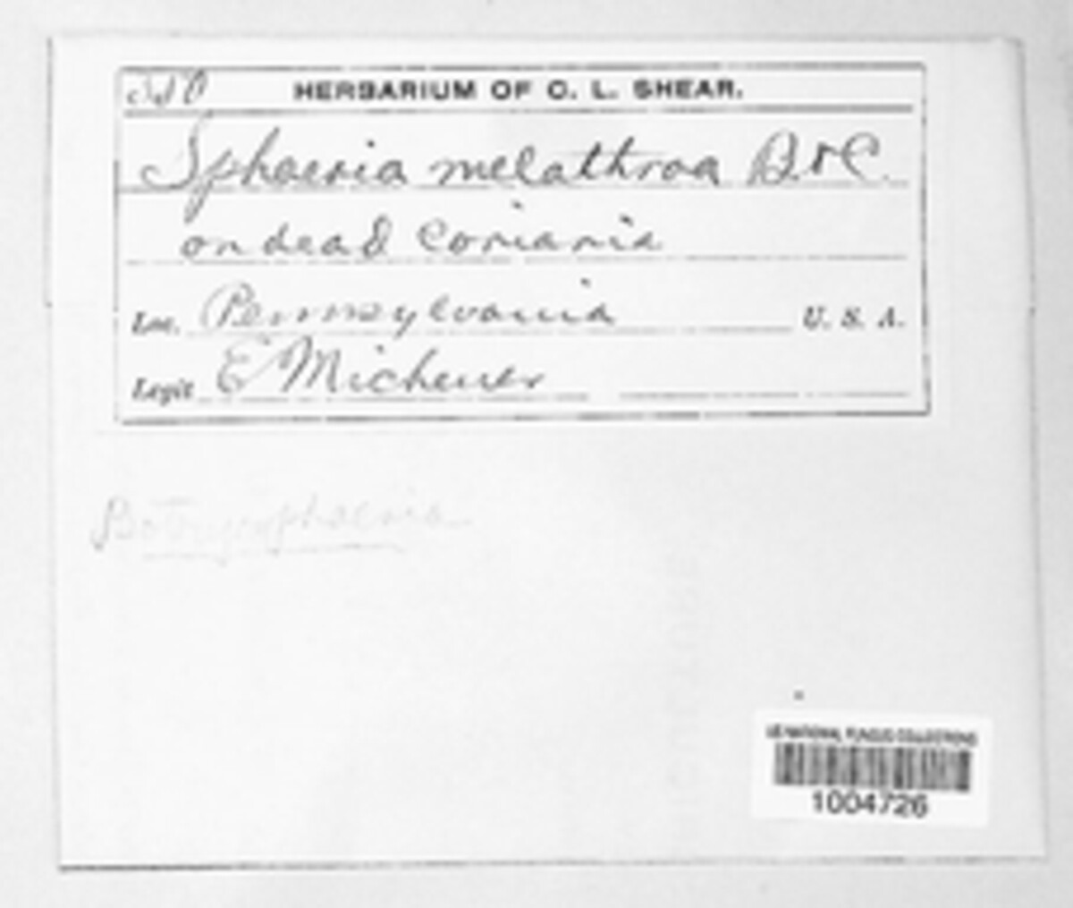 Melanops melathroa image